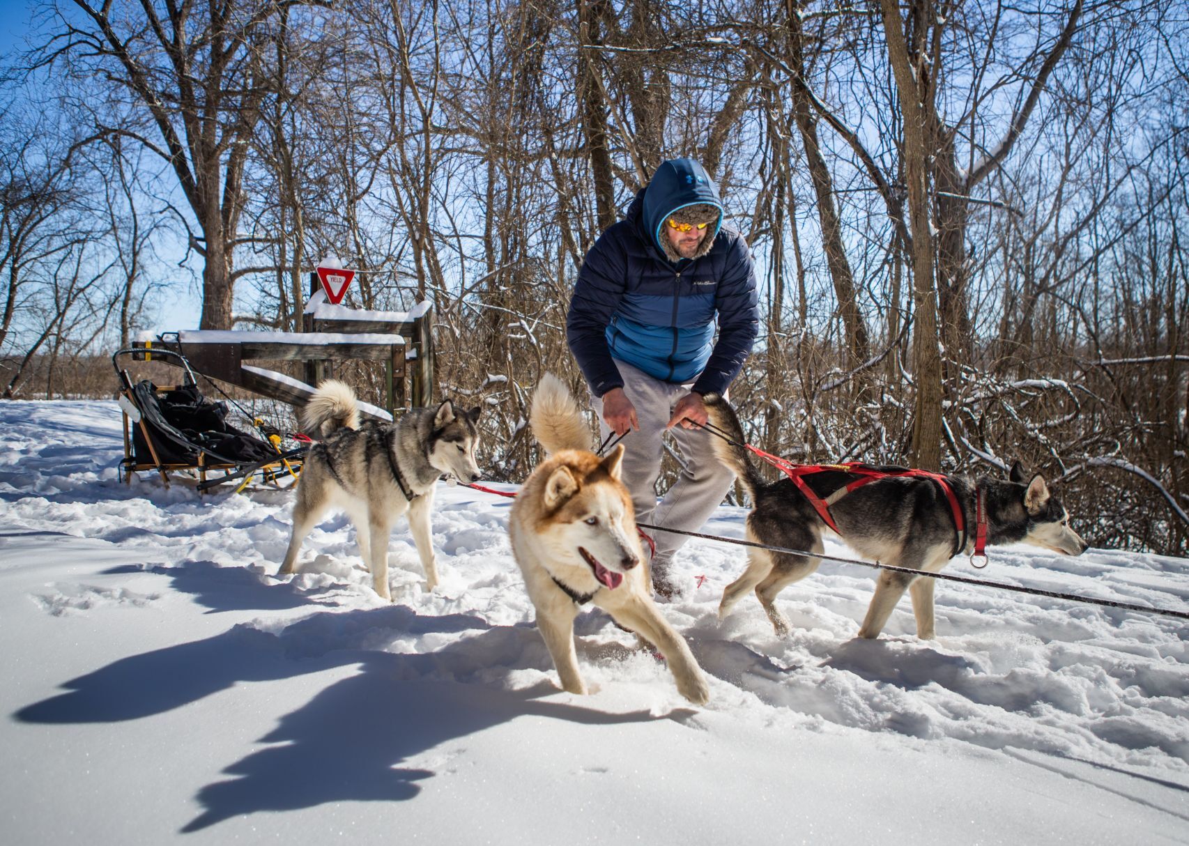Snow treat for sled dog team